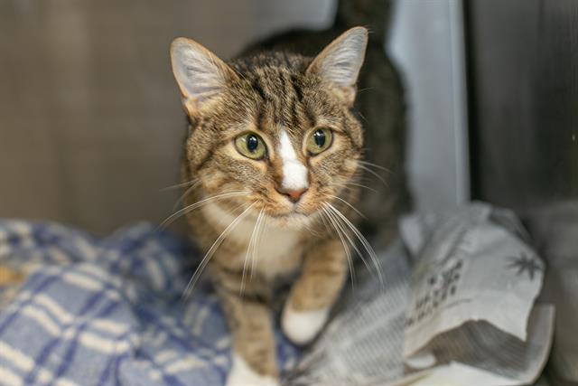 Shelter Stray Female Cat last seen CHARLOTTE, 8315 Byrum Dr, Charlotte, NC 28217, USA