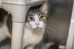 Shelter Stray Female Cat last seen CHARLOTTE, 8315 Byrum Dr, Charlotte, NC 28217, USA