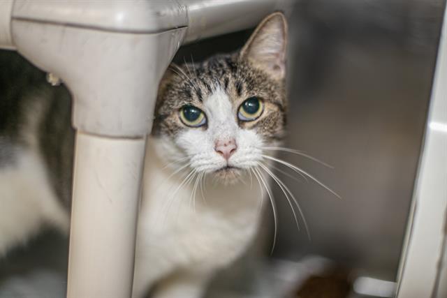 Shelter Stray Female Cat last seen CHARLOTTE, 8315 Byrum Dr, Charlotte, NC 28217, USA