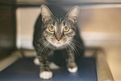 Shelter Stray Female Cat last seen CHARLOTTE, 8315 Byrum Dr, Charlotte, NC 28217, USA
