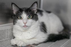 Shelter Stray Female Cat last seen CHARLOTTE, 8315 Byrum Dr, Charlotte, NC 28217, USA