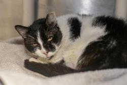 Shelter Stray Male Cat last seen CHARLOTTE, 8315 Byrum Dr, Charlotte, NC 28217, USA