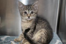Shelter Stray Female Cat last seen CHARLOTTE, 8315 Byrum Dr, Charlotte, NC 28217, USA