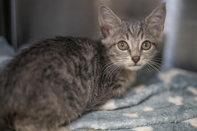 Shelter Stray Male Cat last seen CHARLOTTE, 8315 Byrum Dr, Charlotte, NC 28217, USA