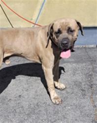 Shelter Stray Male Dog last seen , 1850 W 60th St, Los Angeles, CA 90047, USA