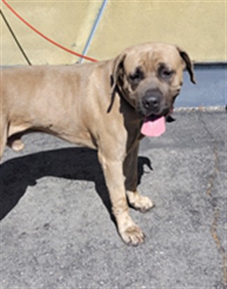 Shelter Stray Male Dog last seen , 1850 W 60th St, Los Angeles, CA 90047, USA