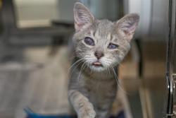 Shelter Stray Male Cat last seen CHARLOTTE, 8315 Byrum Dr, Charlotte, NC 28217, USA