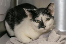 Shelter Stray Female Cat last seen CHARLOTTE, 8315 Byrum Dr, Charlotte, NC 28217, USA