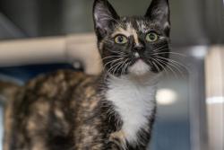 Shelter Stray Female Cat last seen CHARLOTTE, 8315 Byrum Dr, Charlotte, NC 28217, USA