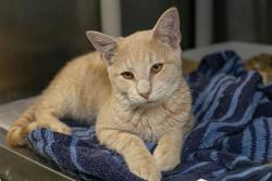Shelter Stray Male Cat last seen CHARLOTTE, 8315 Byrum Dr, Charlotte, NC 28217, USA