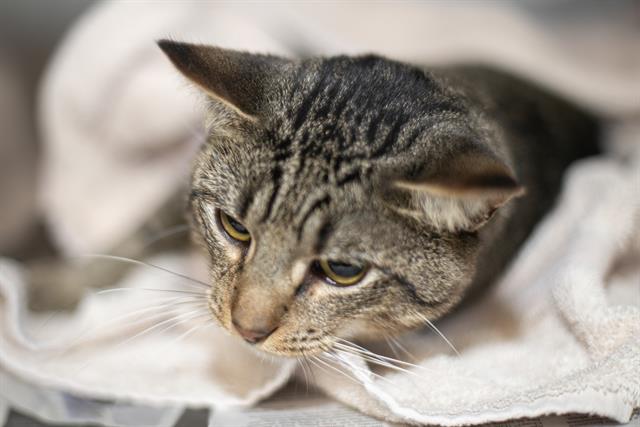 Shelter Stray Male Cat last seen CHARLOTTE, 8315 Byrum Dr, Charlotte, NC 28217, USA