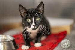 Shelter Stray Male Cat last seen CHARLOTTE, 8315 Byrum Dr, Charlotte, NC 28217, USA