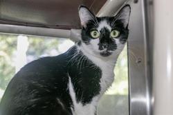 Shelter Stray Female Cat last seen CHARLOTTE, 8315 Byrum Dr, Charlotte, NC 28217, USA
