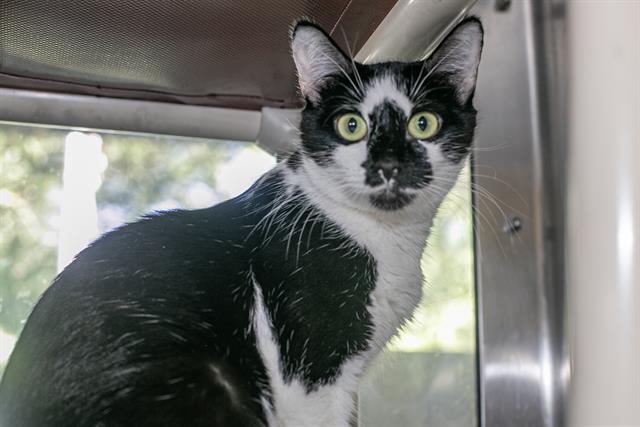 Shelter Stray Female Cat last seen CHARLOTTE, 8315 Byrum Dr, Charlotte, NC 28217, USA