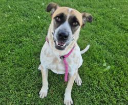 Shelter Stray Male Dog last seen 98TH NW AT I-40, 11800 Sunset Gardens Rd SW, Albuquerque, NM 87121, USA
