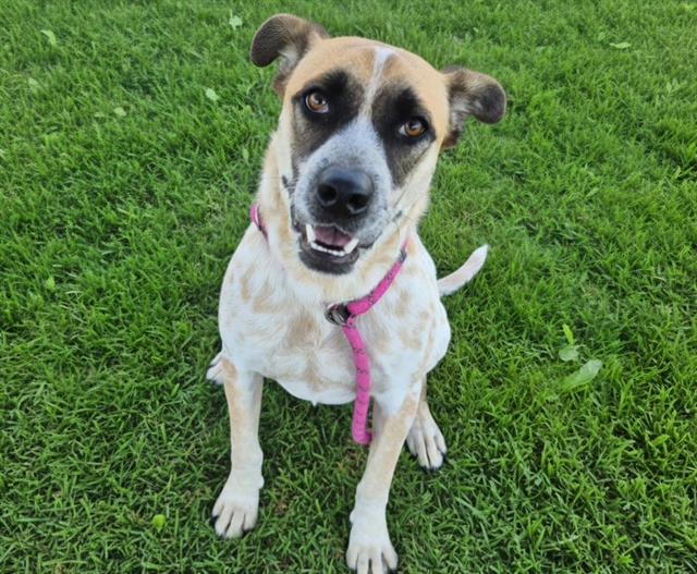 Shelter Stray Male Dog last seen 98TH NW AT I-40, 11800 Sunset Gardens Rd SW, Albuquerque, NM 87121, USA