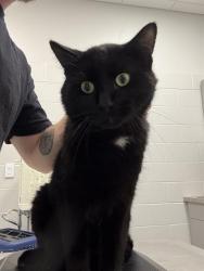 Shelter Stray Male Cat last seen Near, 5001 E Raymond St, Indianapolis, IN 46203, USA