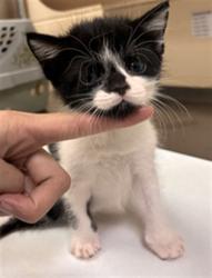 Shelter Stray Female Cat last seen HERMITS TRL/AS, 232 Eslinger Way, Sanford, FL 32773, USA