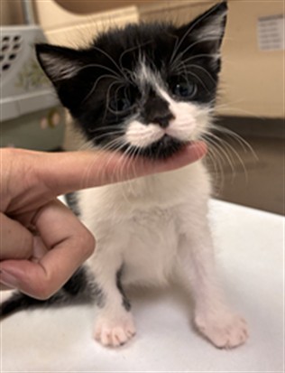 Shelter Stray Female Cat last seen HERMITS TRL/AS, 232 Eslinger Way, Sanford, FL 32773, USA