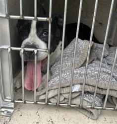 Shelter Stray Female Dog last seen Near, 5001 E Raymond St, Indianapolis, IN 46203, USA