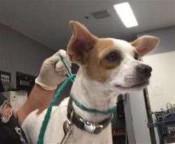 Shelter Stray Male Dog last seen NEAR 87629 AIRPORT BLVD, THERMAL, 72050 Pet Land Pl, Thousand Palms, CA 92276, USA