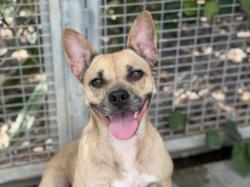 Shelter Stray Male Dog last seen , West Valley Animal Shelter, 20655 Plummer St, Chatsworth, CA 91311, USA