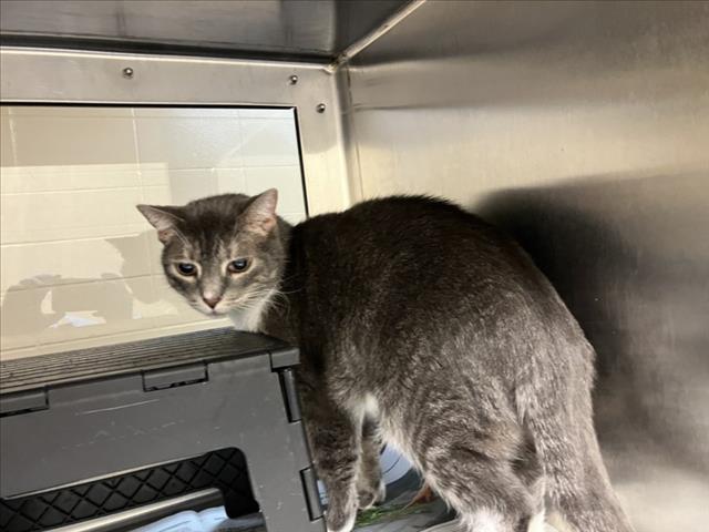 Shelter Stray Female Cat last seen Near BLOCK N FARMSTEAD ST, WICHITA KS 67220, 3303 N Hillside St, Wichita, KS 67219, USA