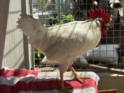Shelter Stray Male Bird last seen , West Valley Animal Shelter, 20655 Plummer St, Chatsworth, CA 91311, USA