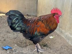 Shelter Stray Male Bird last seen , West Valley Animal Shelter, 20655 Plummer St, Chatsworth, CA 91311, USA