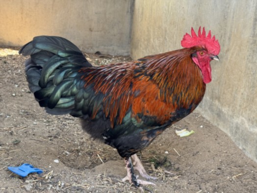 Shelter Stray Male Bird last seen , West Valley Animal Shelter, 20655 Plummer St, Chatsworth, CA 91311, USA