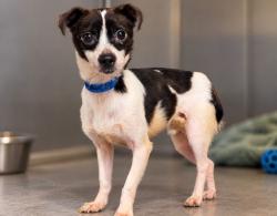 Shelter Stray Male Dog last seen , West Valley Animal Shelter, 20655 Plummer St, Chatsworth, CA 91311, USA