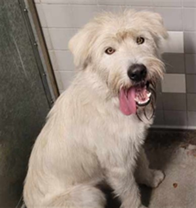 Shelter Stray Male Dog last seen , West Valley Animal Shelter, 20655 Plummer St, Chatsworth, CA 91311, USA