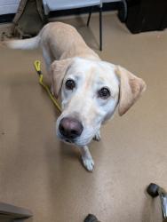 Shelter Stray Female Dog last seen DARDENNE PR, 4850 Mid Rivers Mall Dr, St Peters, MO 63376, USA