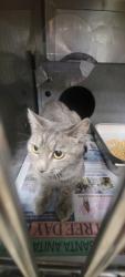 Shelter Stray Female Cat last seen , West Valley Animal Shelter, 20655 Plummer St, Chatsworth, CA 91311, USA