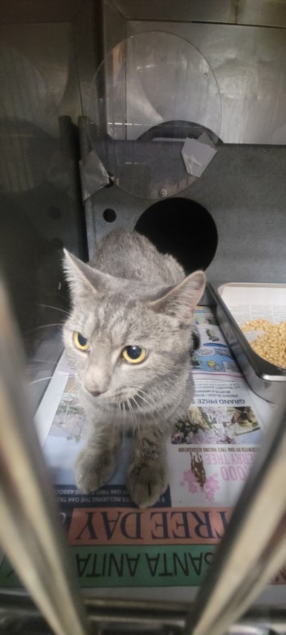 Shelter Stray Female Cat last seen , West Valley Animal Shelter, 20655 Plummer St, Chatsworth, CA 91311, USA