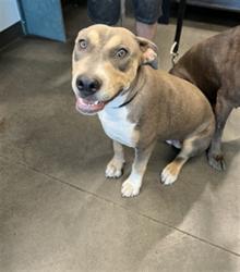Shelter Stray Female Dog last seen , West Valley Animal Shelter, 20655 Plummer St, Chatsworth, CA 91311, USA