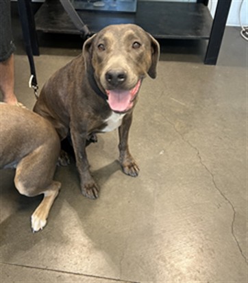 Shelter Stray Female Dog last seen , West Valley Animal Shelter, 20655 Plummer St, Chatsworth, CA 91311, USA