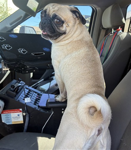 Shelter Stray Male Dog last seen WATSON RD AND YUMA RD, 2500 S 27th Ave, Phoenix, AZ 85009, USA