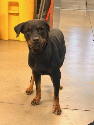 Shelter Stray Female Dog last seen 83RD AVE AND GLENROSA AVE, 2500 S 27th Ave, Phoenix, AZ 85009, USA