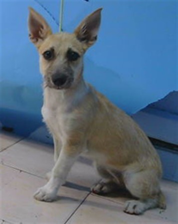 Shelter Stray Female Dog last seen , 216 W Victoria St, Gardena, CA 90248, USA
