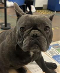 Shelter Stray Male Dog last seen , 14409 Vanowen St, Van Nuys, CA 91405, USA