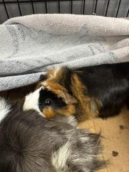 Shelter Stray Female Other last seen , 14409 Vanowen St, Van Nuys, CA 91405, USA