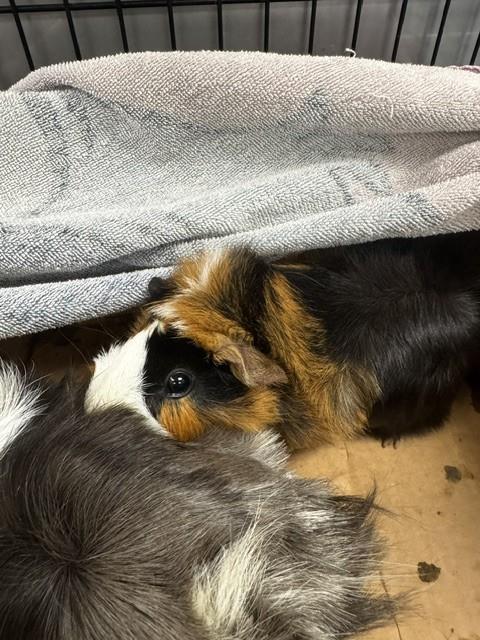 Shelter Stray Female Other last seen , 14409 Vanowen St, Van Nuys, CA 91405, USA