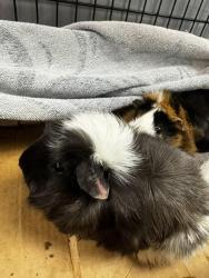 Shelter Stray Female Other last seen , 14409 Vanowen St, Van Nuys, CA 91405, USA