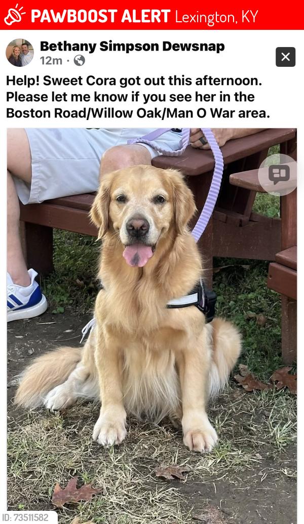 Lost Female Dog last seen Boston are, Willow Oak, Man O War, Lexington, KY 40514