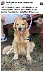 Lost Female Dog last seen Boston are, Willow Oak, Man O War, Lexington, KY 40514