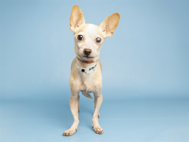 Shelter Stray Male Dog last seen Near BLOCK N 16TH ST & CANAL, 5501 E Van Buren St, Phoenix, AZ 85008, USA