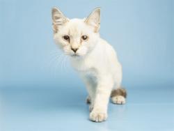Shelter Stray Male Cat last seen CENTRAL DOBBINS, 5501 E Van Buren St, Phoenix, AZ 85008, USA