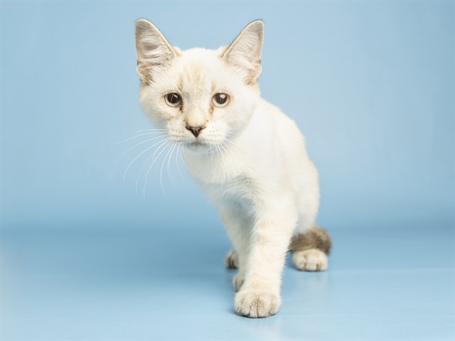 Shelter Stray Male Cat last seen CENTRAL DOBBINS, 5501 E Van Buren St, Phoenix, AZ 85008, USA