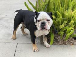 Shelter Stray Male Dog last seen , 957 N Gaffey St, San Pedro, CA 90731, USA
